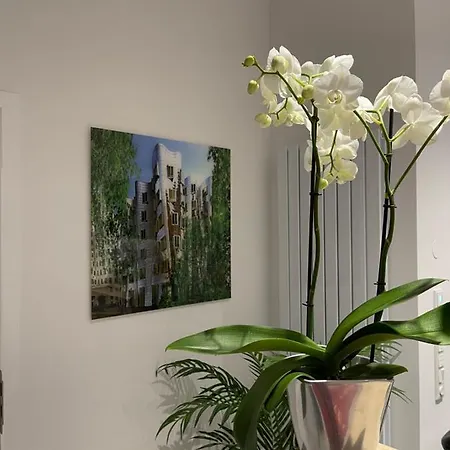 Palm Premium &